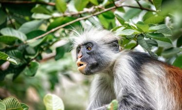 Explore the Unique Eco-adventure tour at Jozani Forest Park with Bluecity Tours Zanzibar