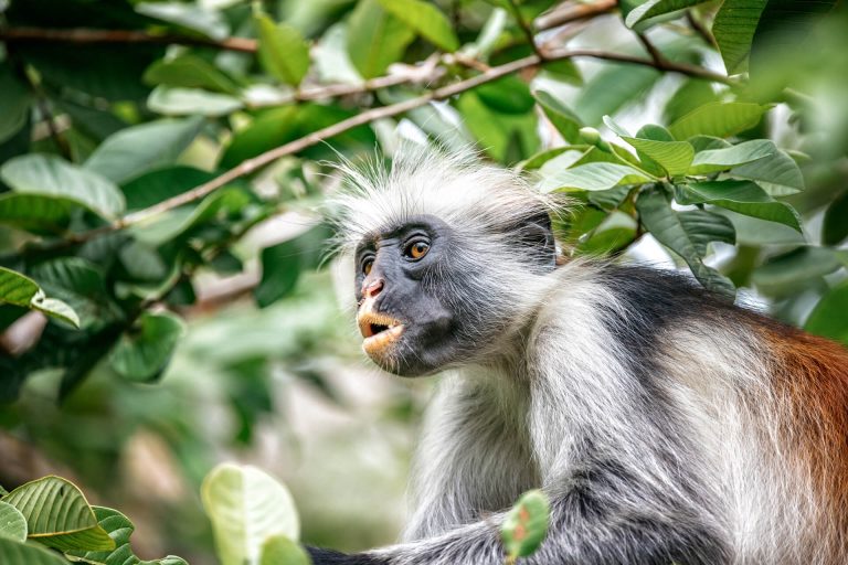 Explore the Unique Eco-adventure tour at Jozani Forest Park with Bluecity Tours Zanzibar