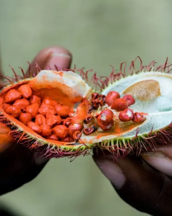 Spice Farm Tour with Tropical Fruits Taste - Half-day Guided Trip