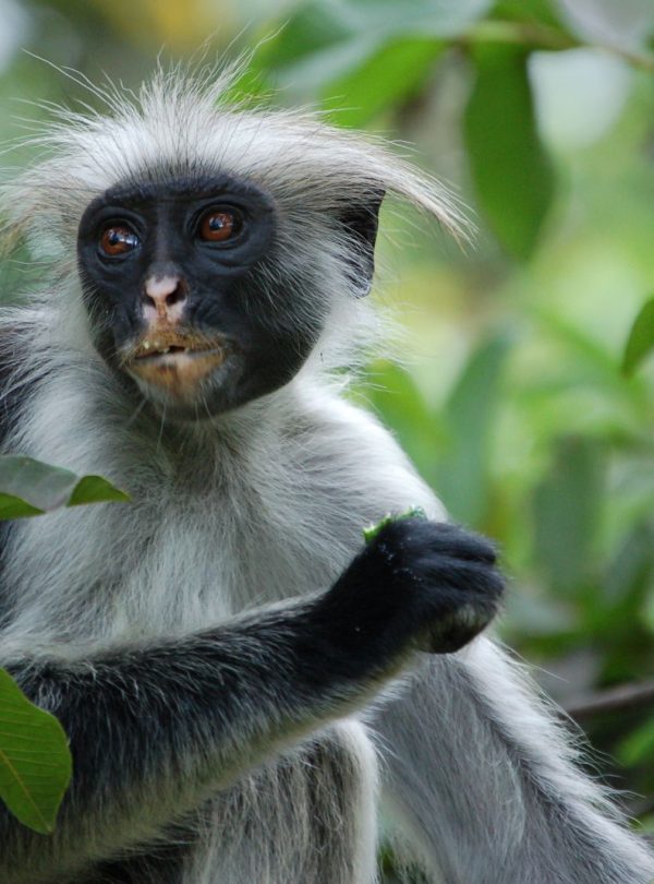 Explore the Unique Eco-adventure tour at Jozani Forest Park with Bluecity Tours Zanzibar