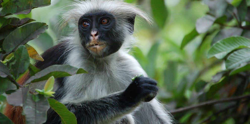 Explore the Unique Eco-adventure tour at Jozani Forest Park with Bluecity Tours Zanzibar