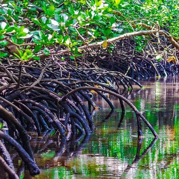 Explore the Unique Eco-adventure tour at Jozani Forest Park with Bluecity Tours Zanzibar